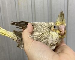 79.シナモンパール