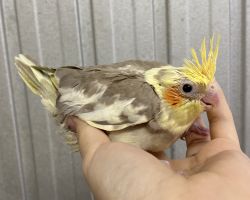 83.シナモンパイド