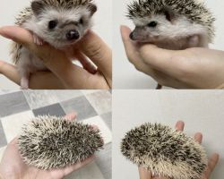 ハリネズミ パイド