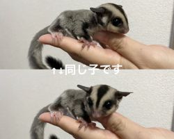 フクロモモンガ♂