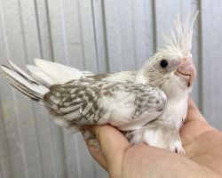 92.WFシナモンパールパイド