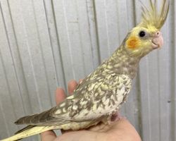 93.シナモンパール