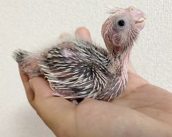 91.WFシナモンパールパイド