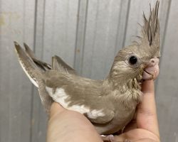 103.WFシナモン 雛