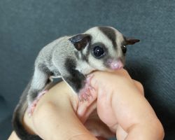 フクロモモンガ♂