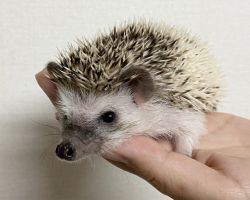 ハリネズミ♀パイド