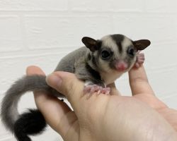 フクロモモンガ♂