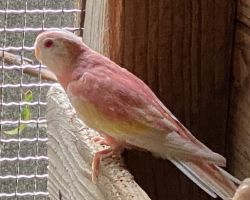 アキクサインコ ルビノー