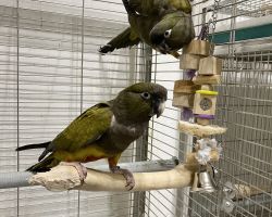 イワインコ