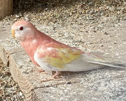 アキクサインコ ルビノー