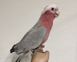 モモイロインコ♂