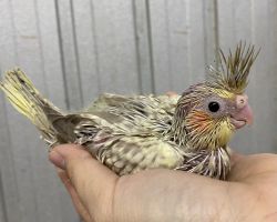 シナモンパール