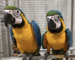 ルリコンゴウインコ♂