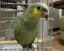 キソデボウシインコ