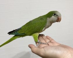 オキナインコ