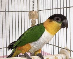 ズグロシロハラ♀