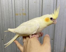 ルチノー 一人餌