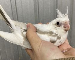 WFシナモンパイド