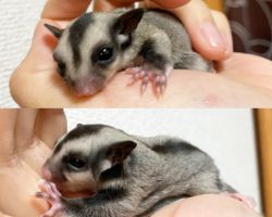 フクロモモンガ