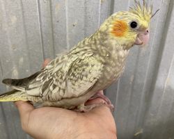 シナモンパール