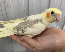 シナモンパールミディアムパイド