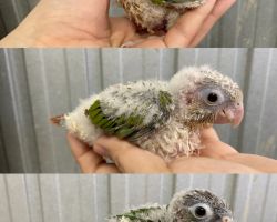 ウロコインコ雛