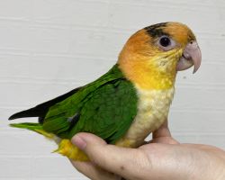 シロハラインコ♂