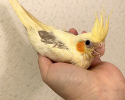 シナモンパールヘビーパイド