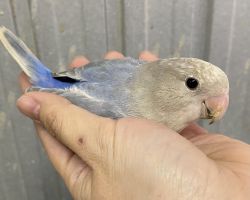 コザクラインコ