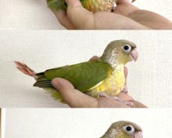 ウロコインコ