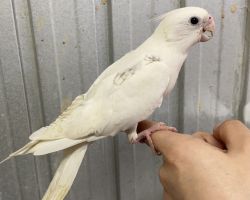 WFシナモンパールヘビーパイド