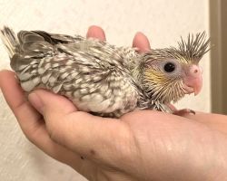 PFシナモンパール