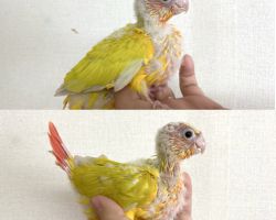 ウロコインコ サンチーク