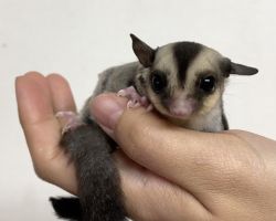 フクロモモンガ♂