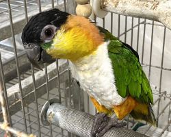 ズグロシロハラインコ♀