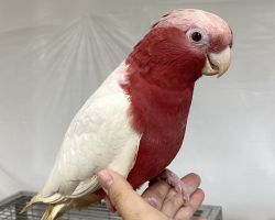 モモイロインコ♀ルチノー