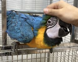 ルリコンゴウインコ♂