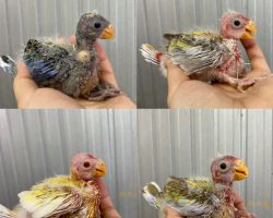 ナナクサインコ雛