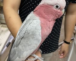 モモイロインコ♂
