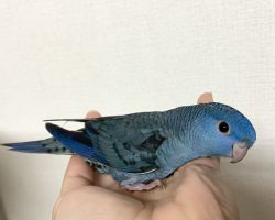 サザナミインコ 一人餌