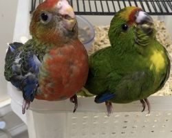 ココノエインコ キガシラアオハシインコ