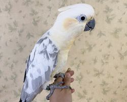 ハイブリッドオウム