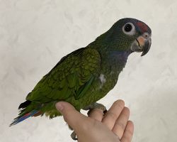 アケボノインコ♂挿し餌1日2回