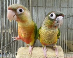 ウロコインコ
