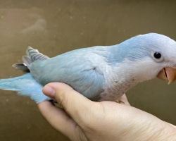 オキナインコ雛♀