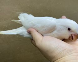 オキナインコ雛♀