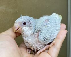オキナインコ雛♂