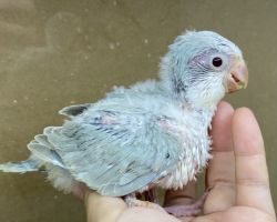 オキナインコ雛