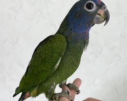 アケボノインコ♂挿し餌1日2回