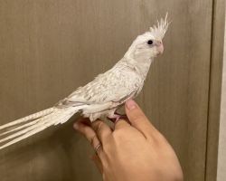 WFシナモンパールパイド